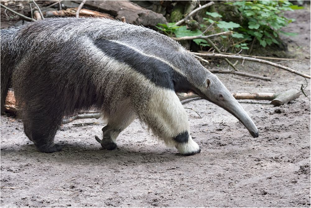 Großer Ameisenbär