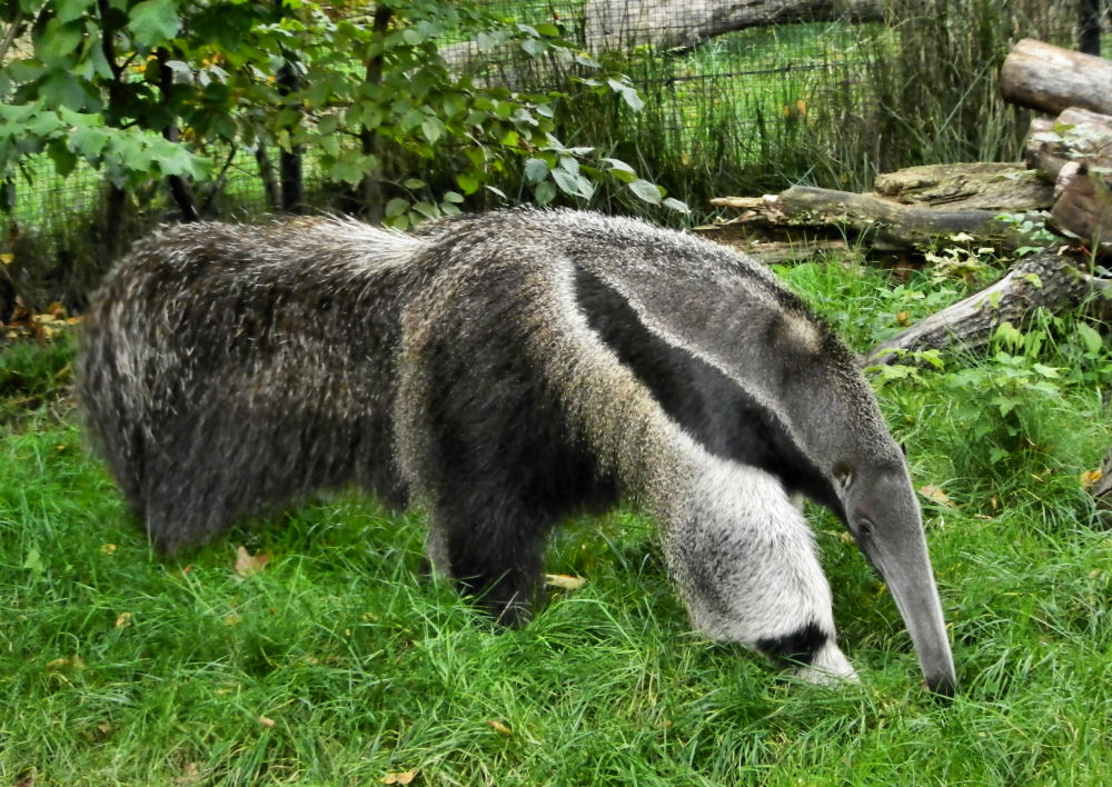 Großer Ameisenbär