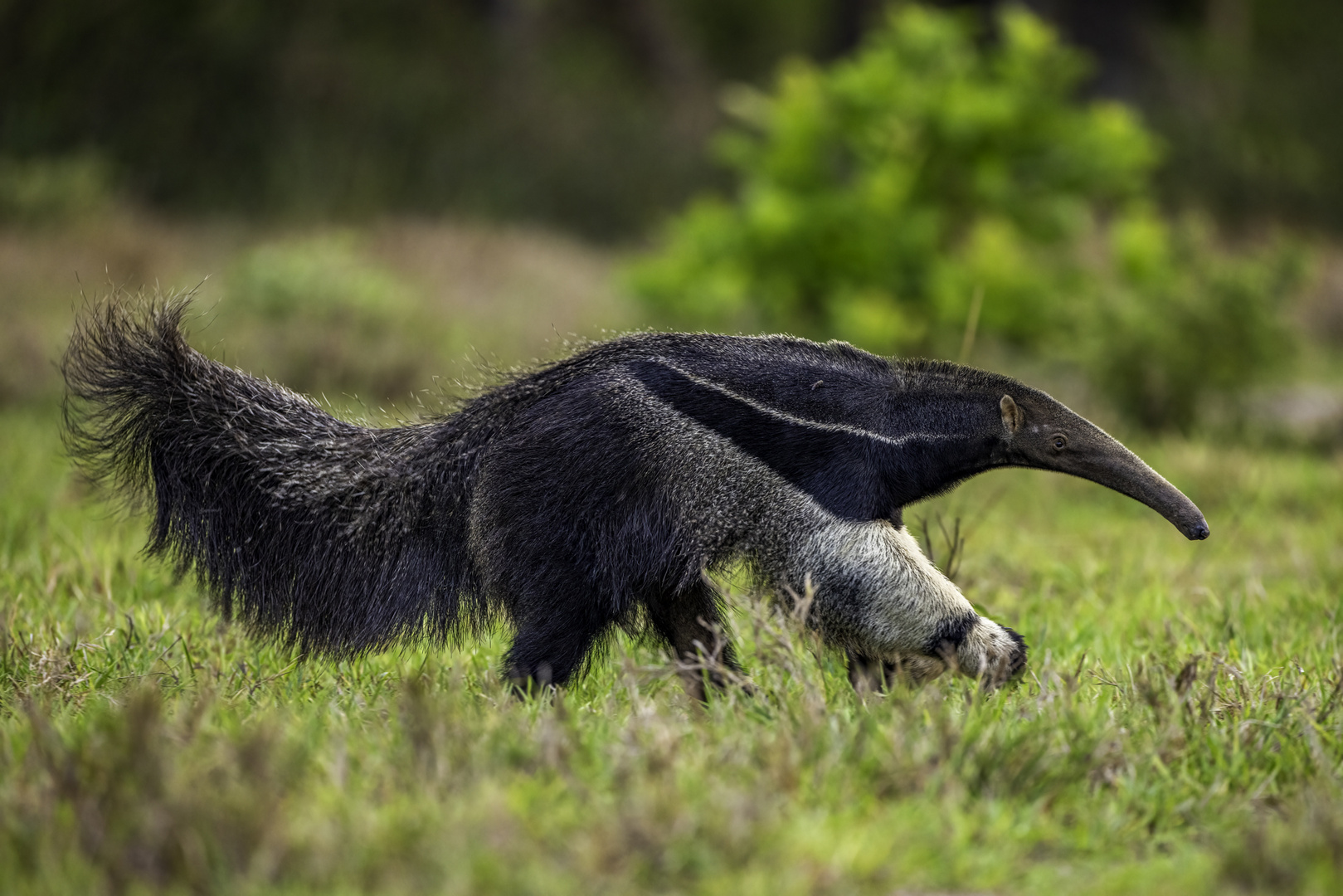 Großer Ameisenbär (Giant Anteater)