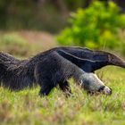 Großer Ameisenbär (Giant Anteater)