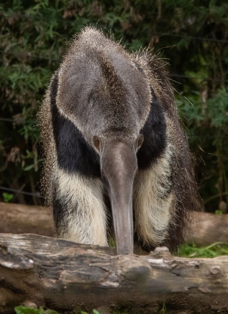 Grosser Ameisenbär-Zoo-ZH