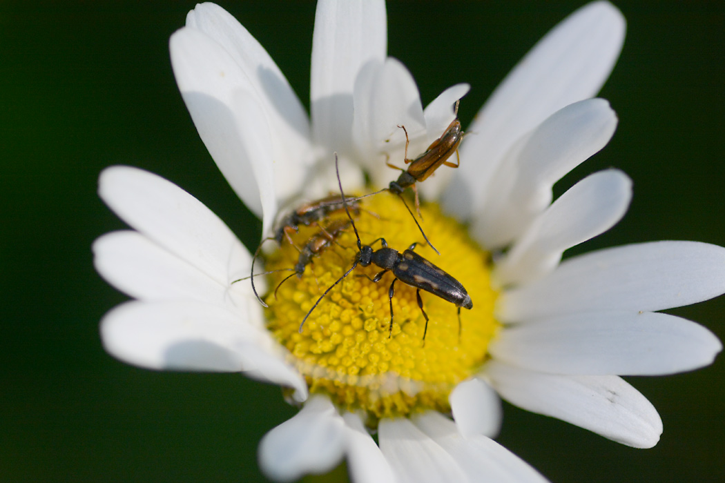 Großer Andrang in der Margeritenblüte