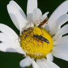 Großer Andrang in der Margeritenblüte