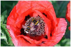 großer Andrang in der Mohnblüte