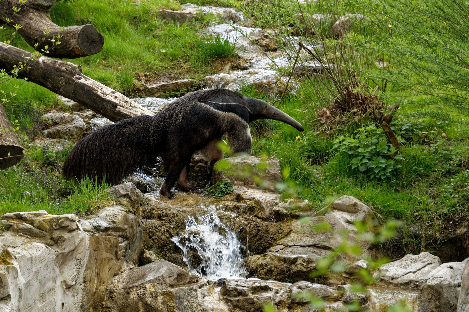 Großer Armeisenbär