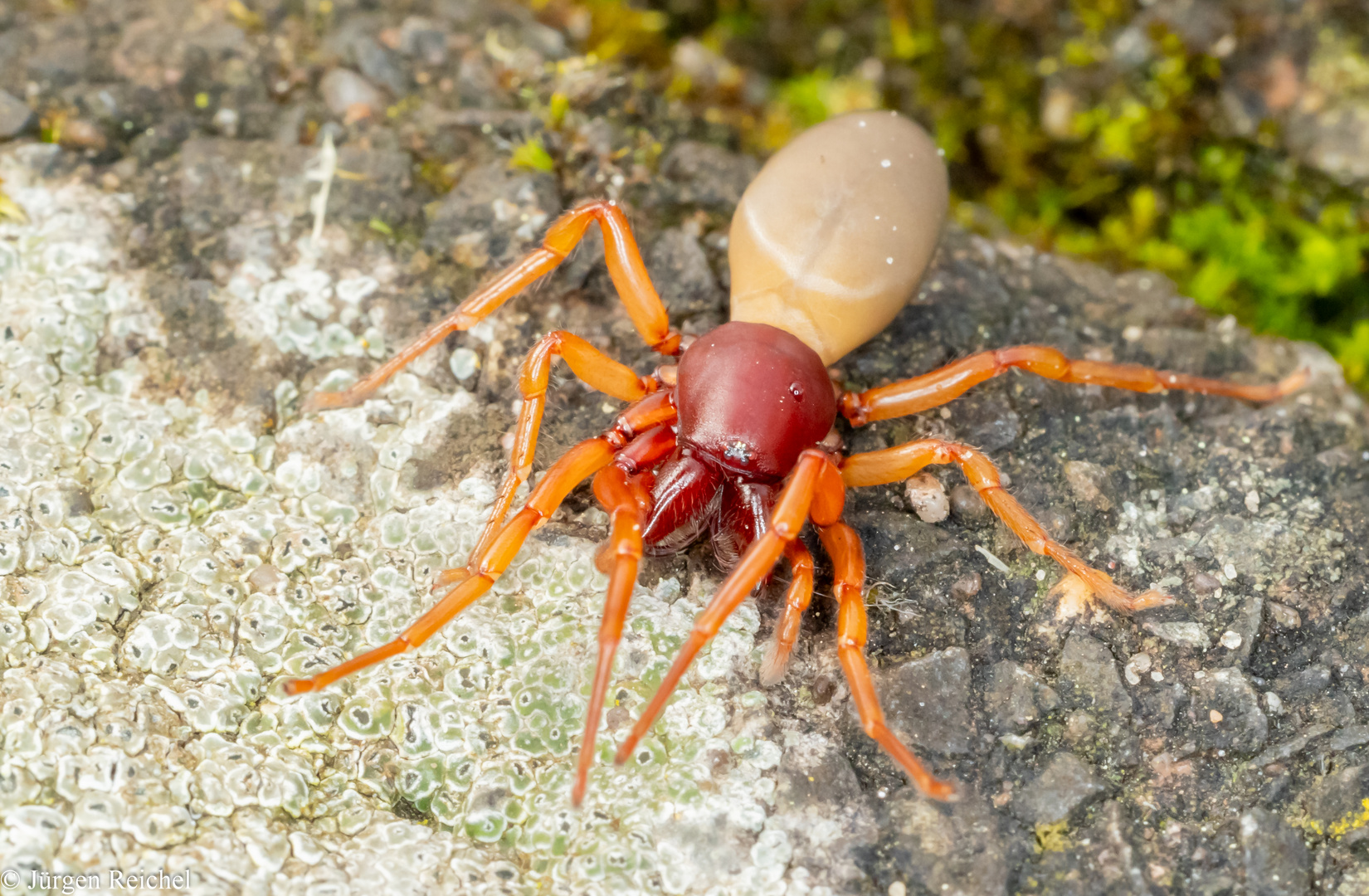 Großer Asseljäger ( Dysdera crocata )08.04