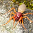 Großer Asseljäger ( Dysdera crocata )08.04