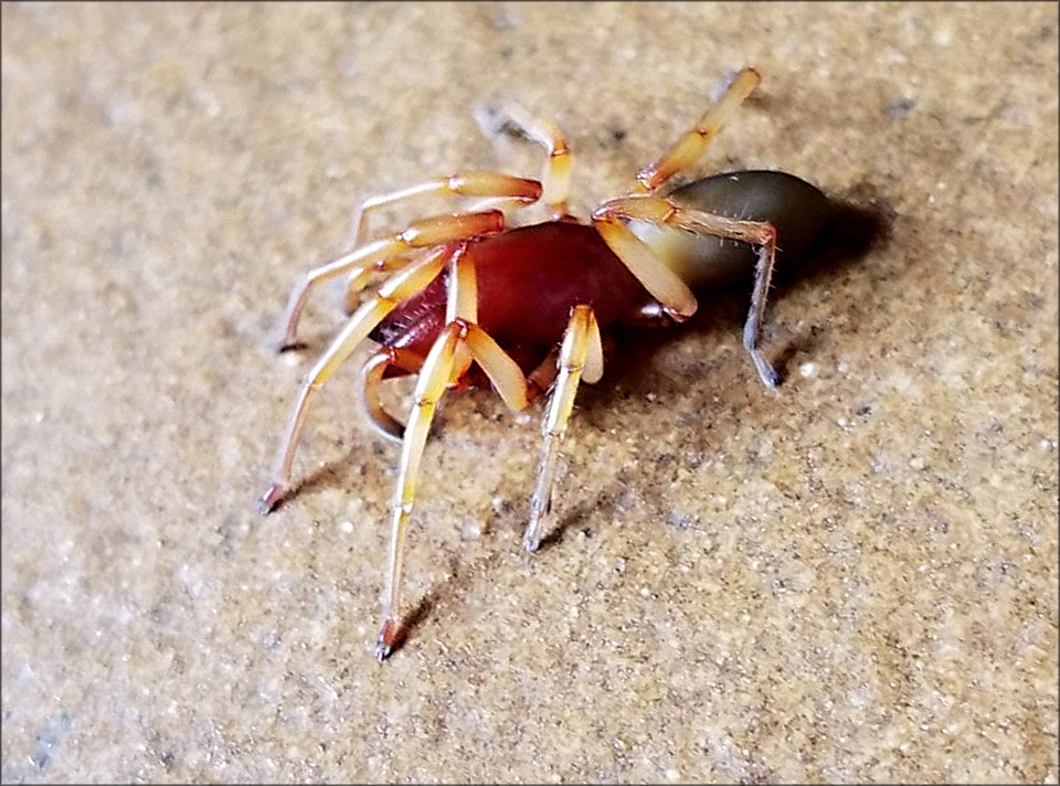  Großer Asseljäger ( Dysdera crocata )