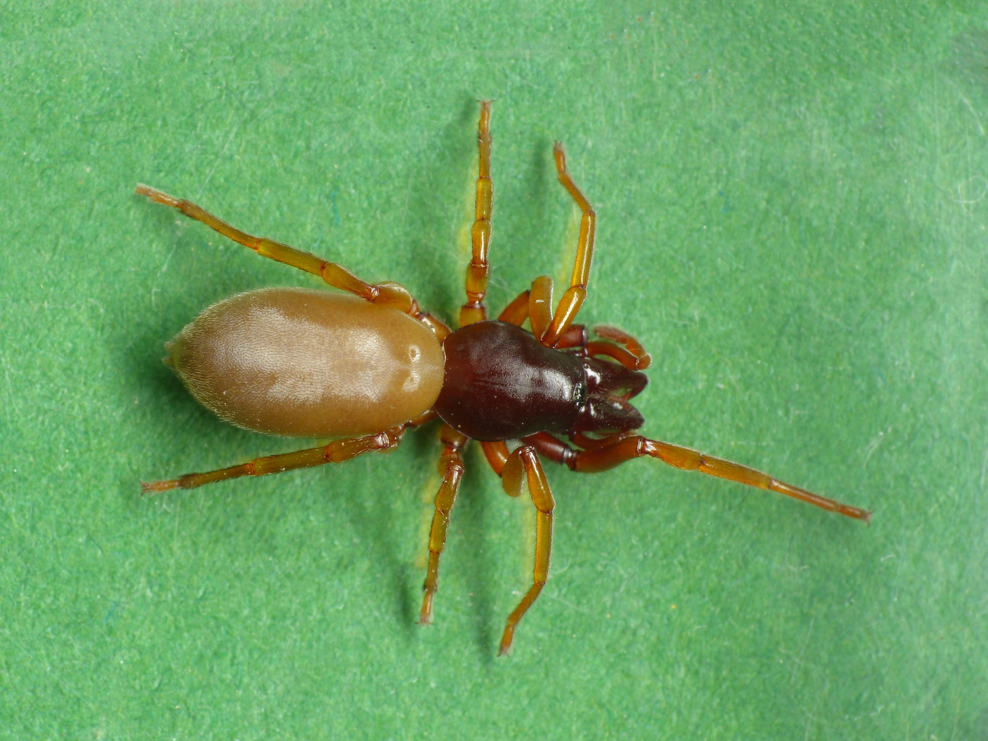 Großer Asseljäger (Dysdera crocata)