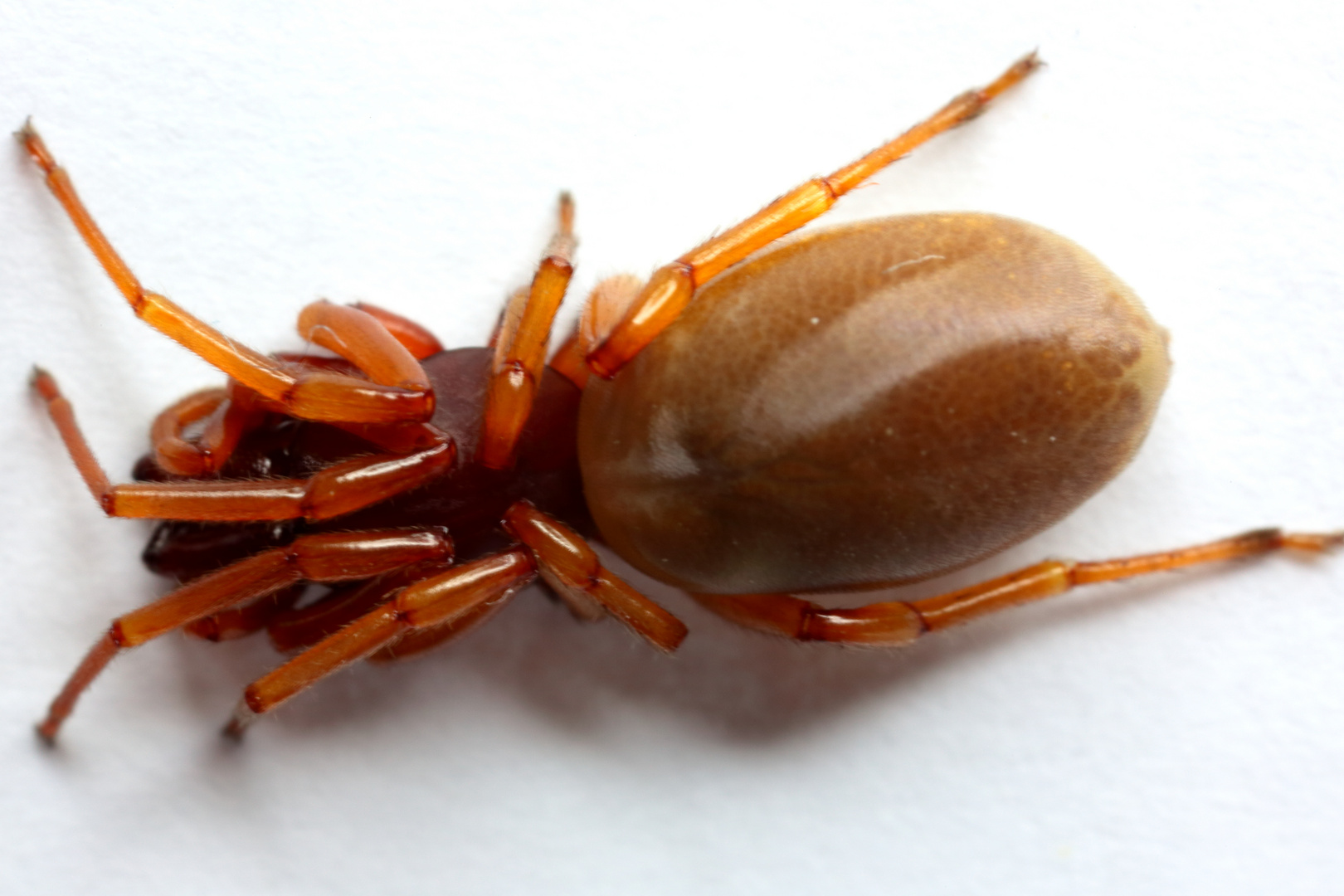 Großer Asseljäger (Dysdera crocata) (I)