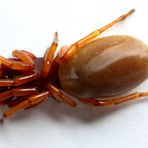 Großer Asseljäger (Dysdera crocata) (I)