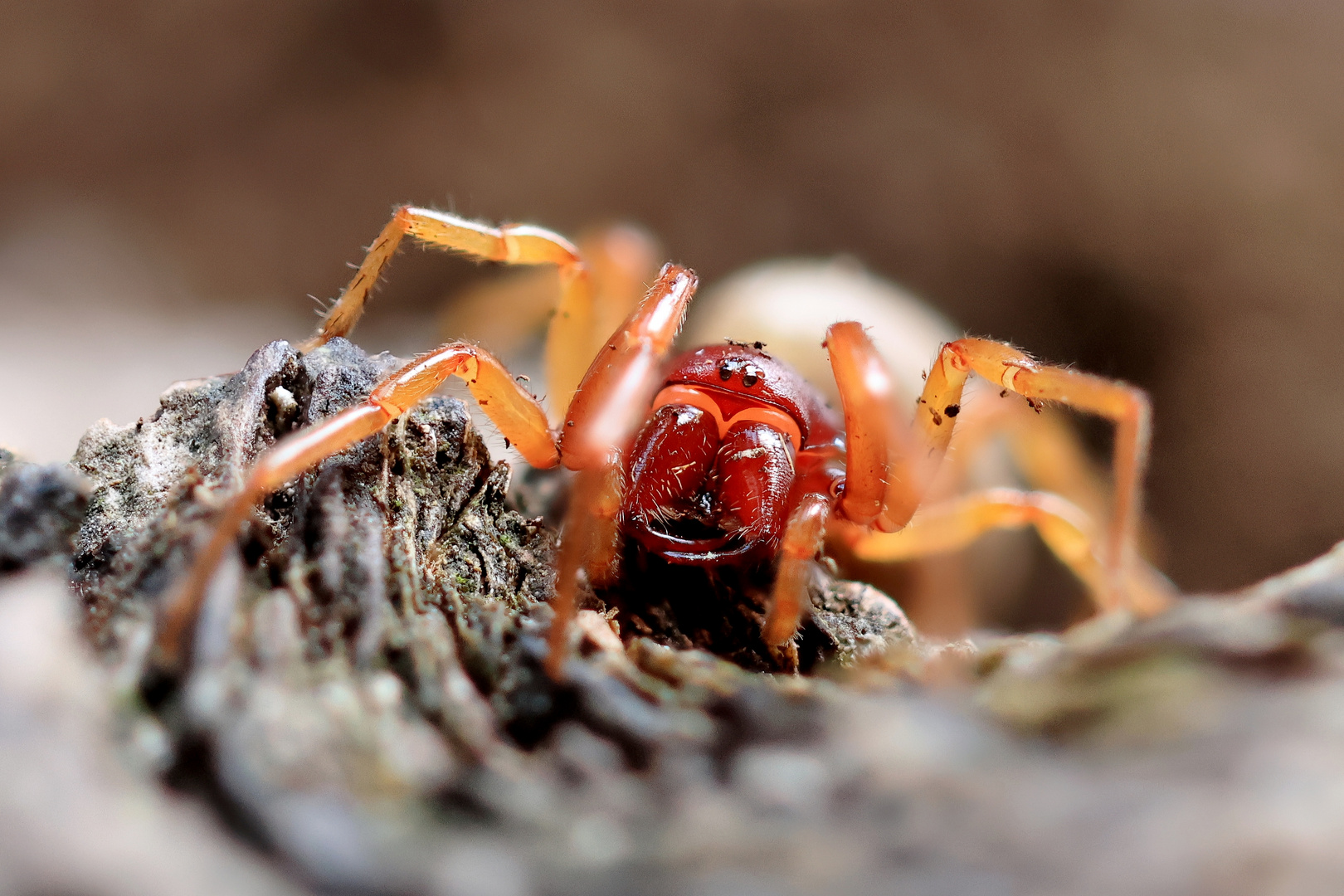 Großer Asseljäger (Dysdera crocata) kein Dornfinger