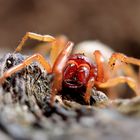 Großer Asseljäger (Dysdera crocata) kein Dornfinger