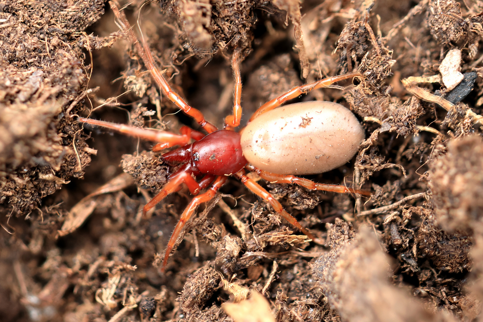 Großer Asseljäger (Dysdera crocata) kein Dornfinger