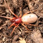 Großer Asseljäger (Dysdera crocata) kein Dornfinger