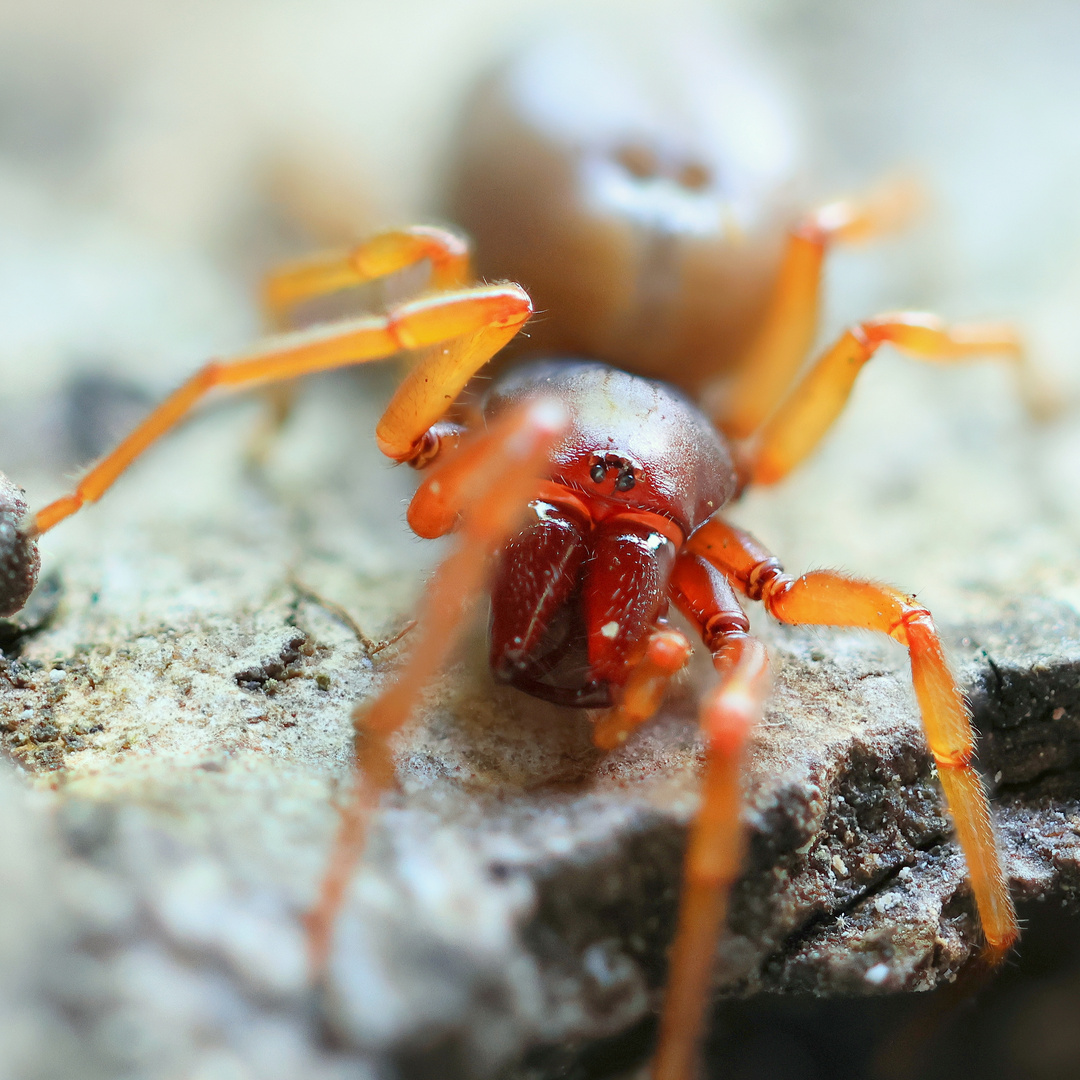 Großer Asseljäger (Dysdera crocata) kein Dornfinger