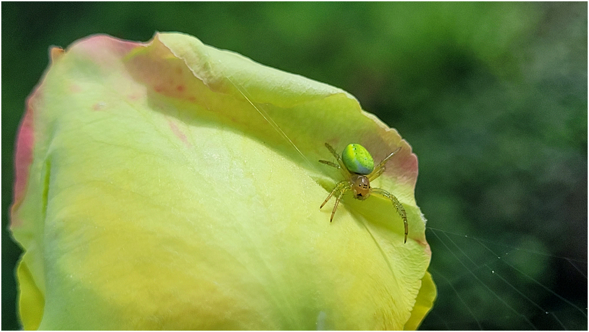 Grosser Auftritt auf dem Rosenblatt