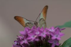 Großer Aurorafalter (Hebomoia glaucippe)