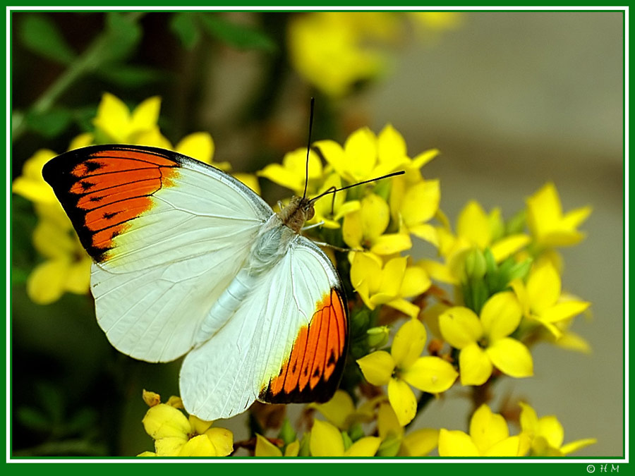 Großer Aurora_Hebomonia glaucippe