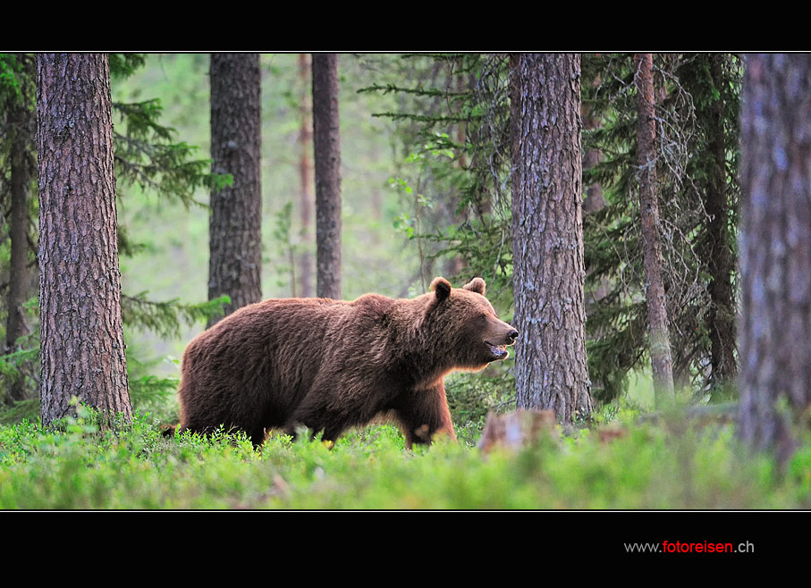 Grosser Bär