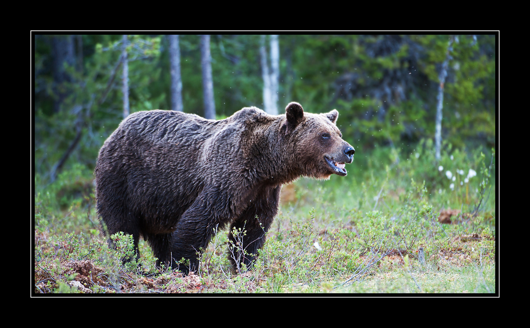 Grosser Bär