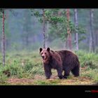 Grosser Bär vor dem Nebelwald