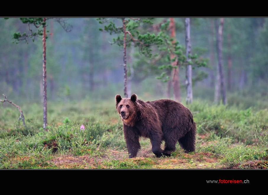 Grosser Bär vor dem Nebelwald