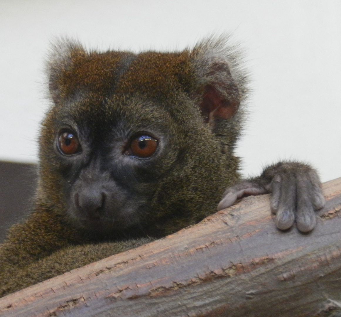 Großer Bambuslemur