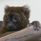 Großer Bambuslemur