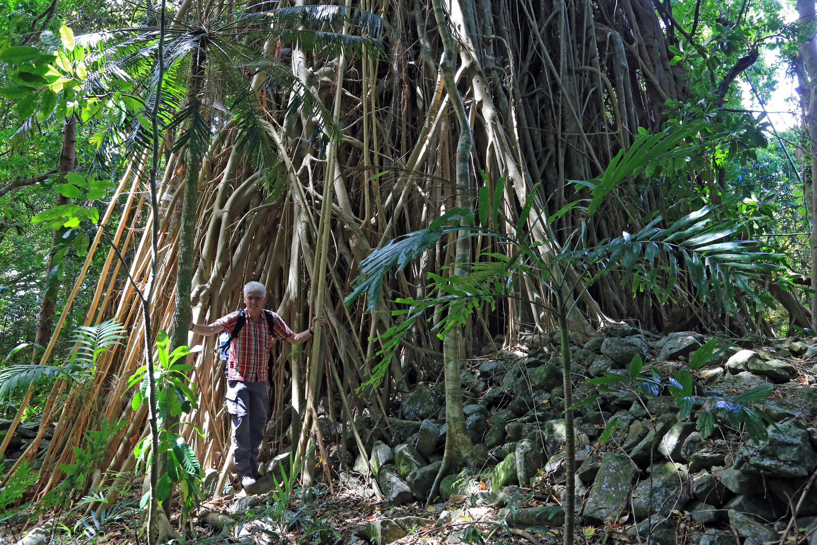 Großer Banyan Baum Malekula Island