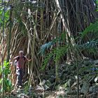 Großer Banyan Baum Malekula Island