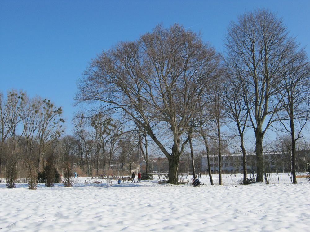 großer Baum 2