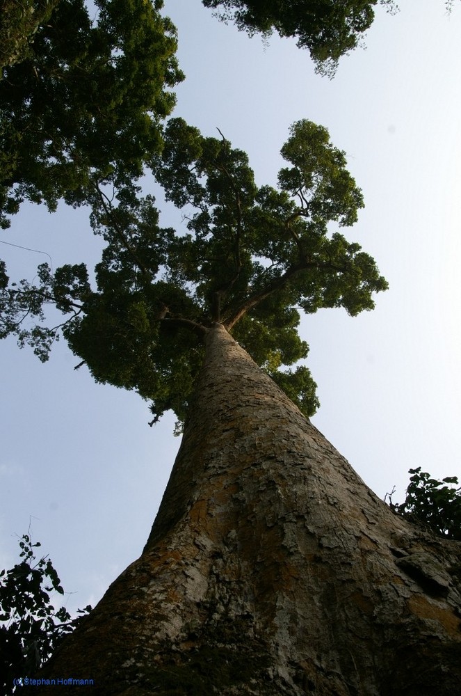 Großer Baum