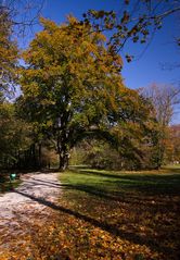 Großer Baum