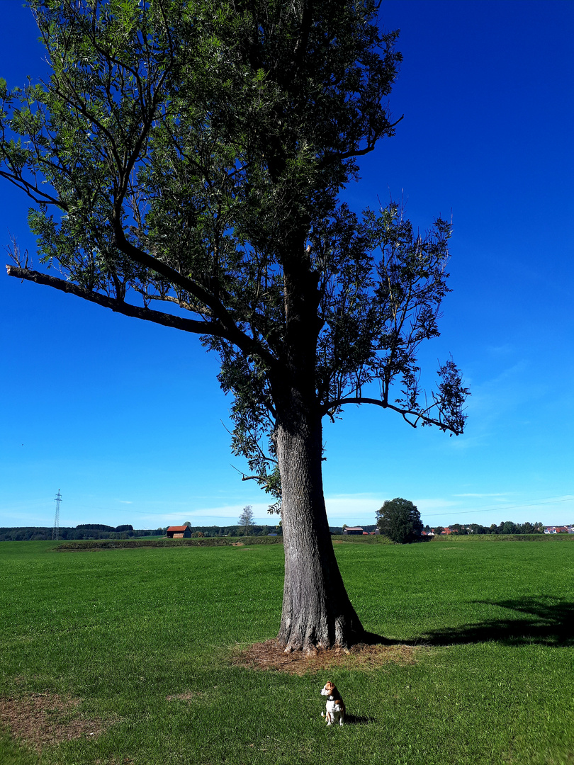 Großer Baum 