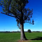 Großer Baum 