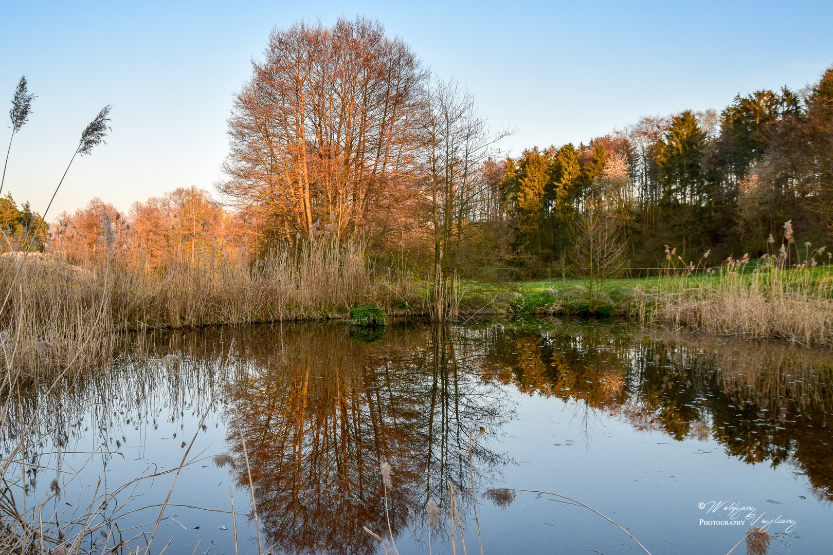 Großer Baum