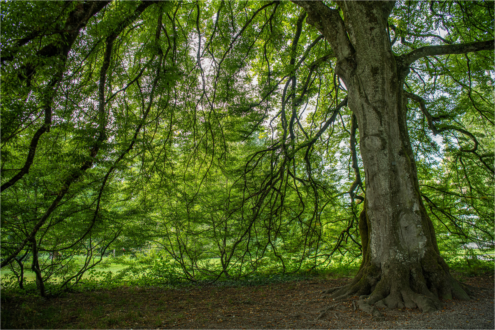 GROSSER  BAUM 