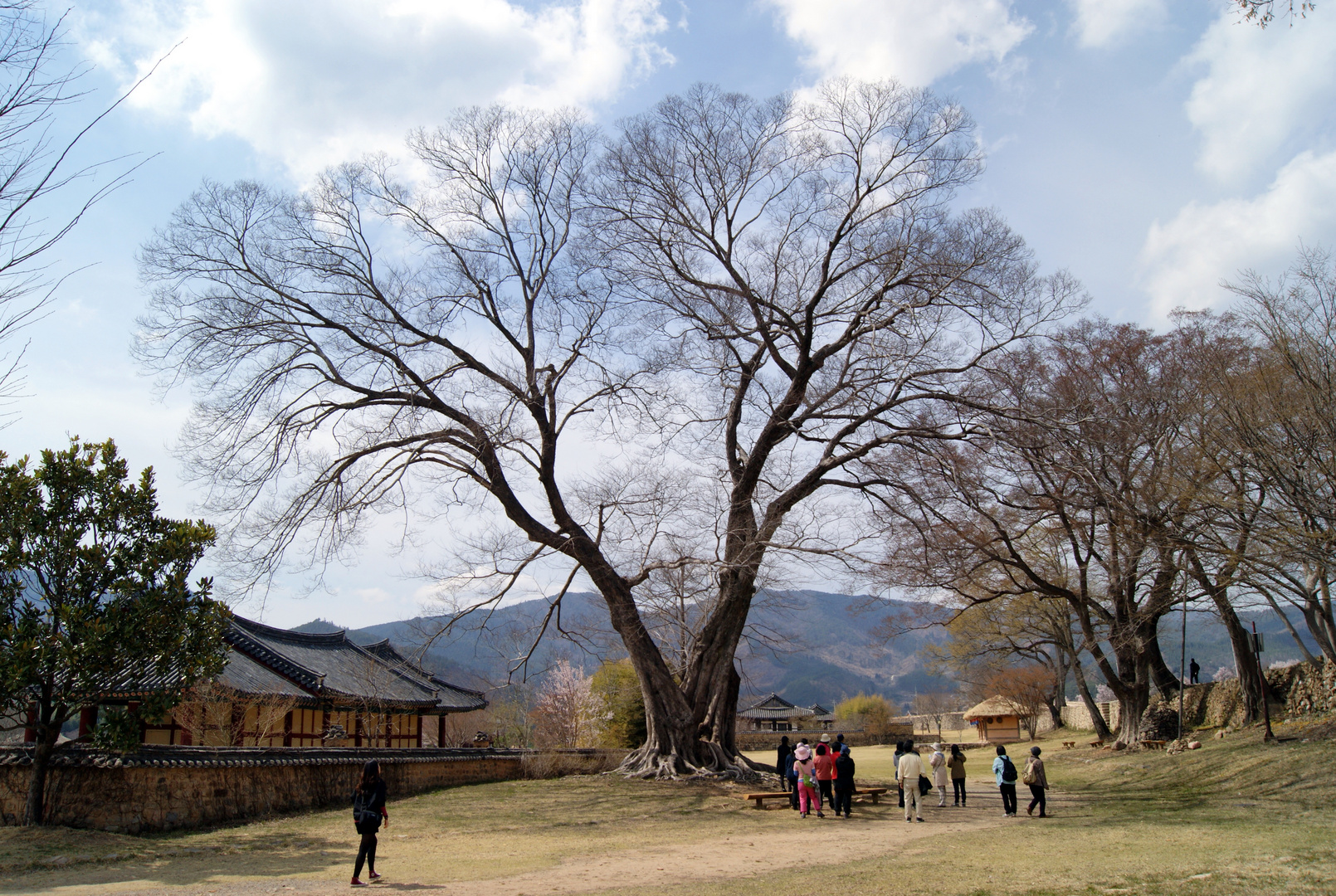 grosser baum in naganupsong