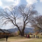 grosser baum in naganupsong