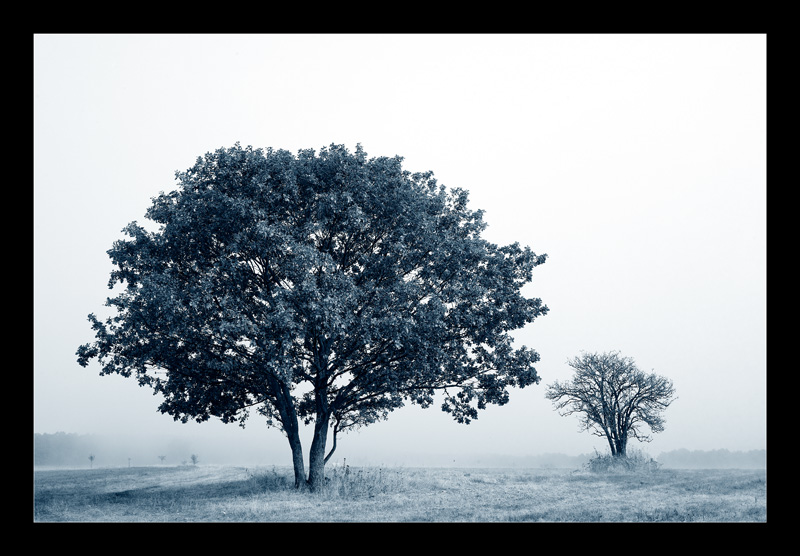 "Grosser Baum, kleiner Baum"