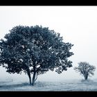 "Grosser Baum, kleiner Baum"