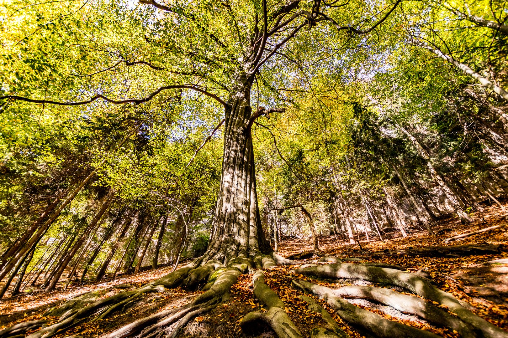 Großer Baum mit großen Wurzeln