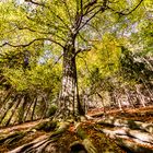 Großer Baum mit großen Wurzeln