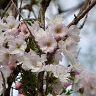 Großer Baum, schöne Blüten