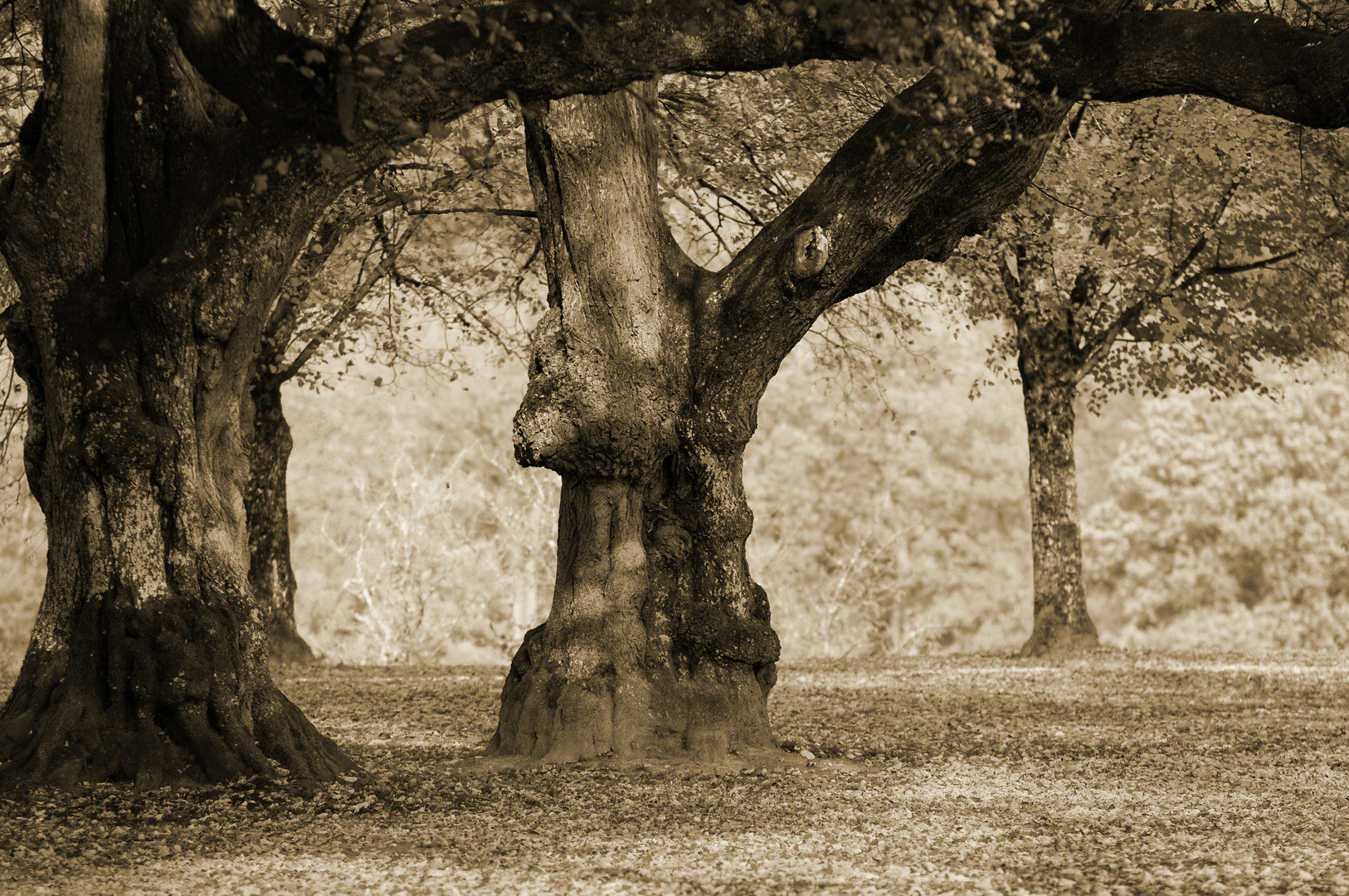 Grosser Baum stamm