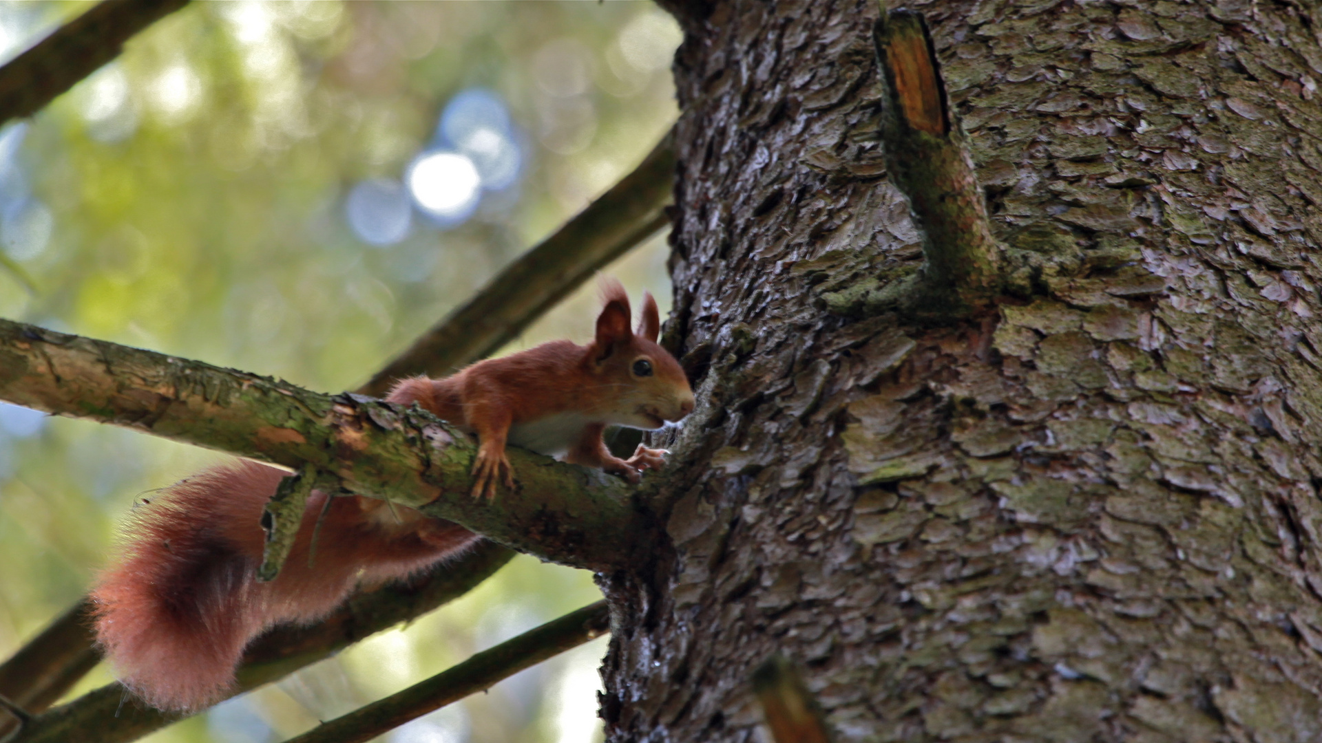 großer Baum und kleines Hörnchen