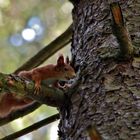 großer Baum und kleines Hörnchen