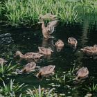 Großer Besuch am Teich.