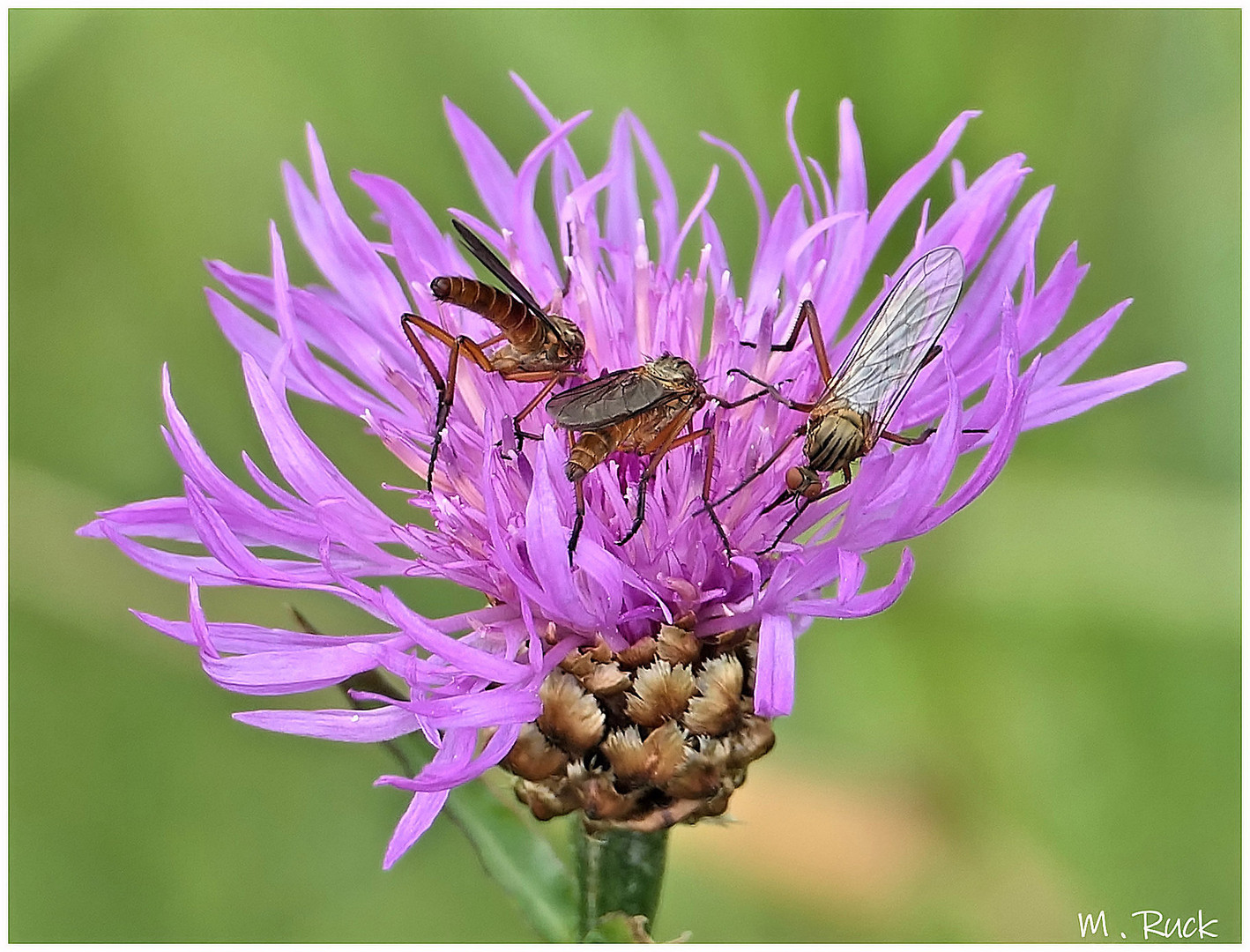 Großer Besuch auf der Blüte von den Insekten ,